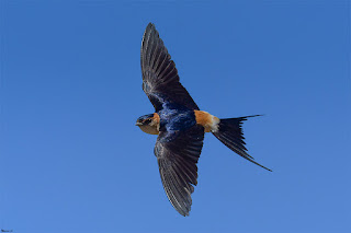 golondrina-daurica-cecropis-daurica-en-vuelo-