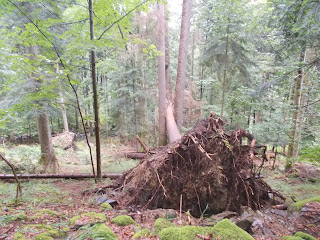 arbre encastré