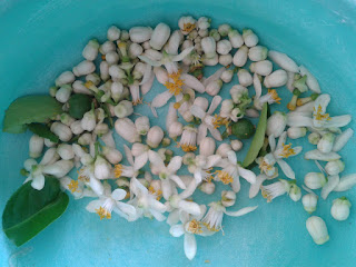 ดอกมะนาว-การปลูกมะนาวในกระถาง