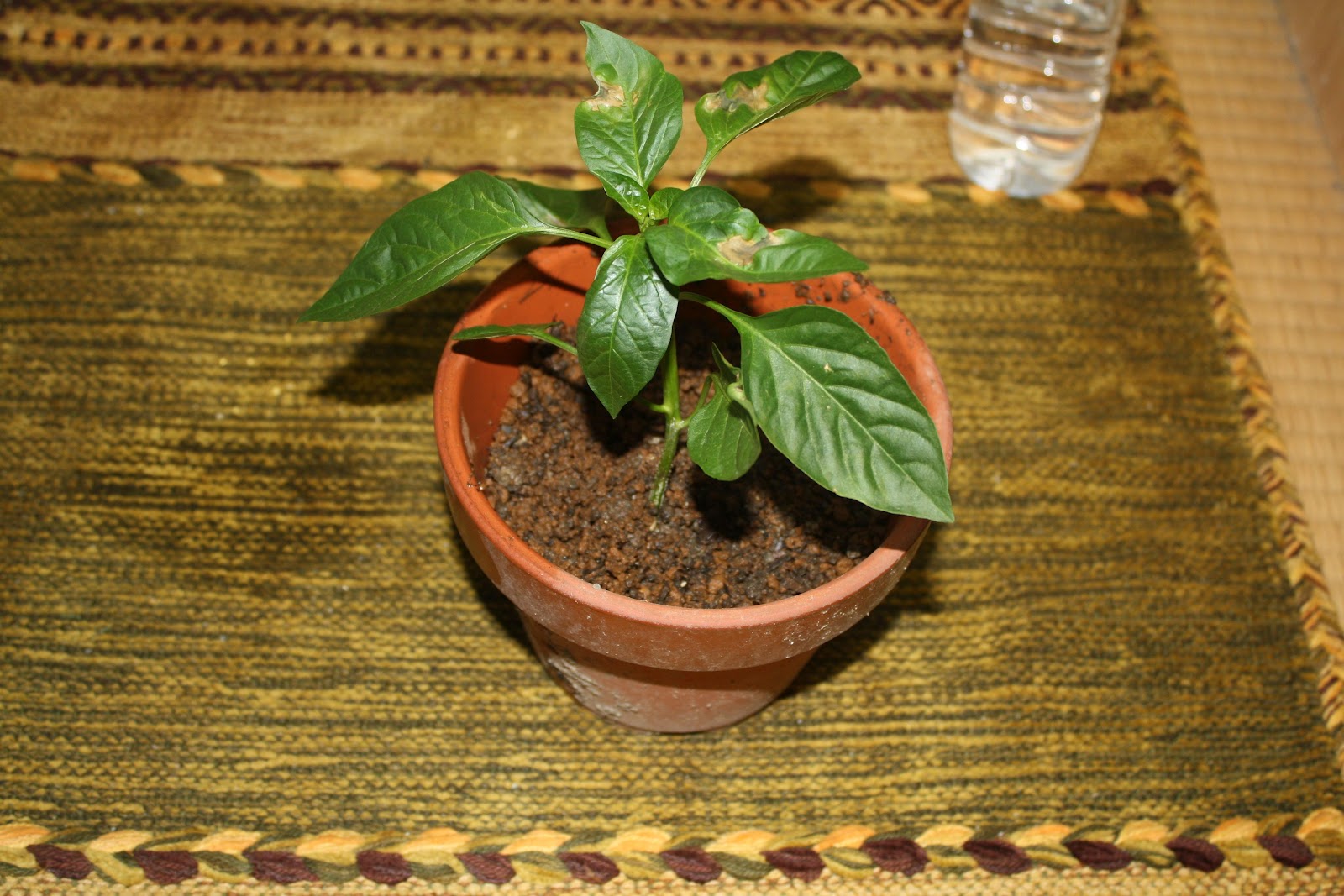 さらえまか ピーマンは挿し木が出来るようです あきらめていたのに芽が 根が出ました さらえまか ピーマンは挿し木が出来るようです あきらめていたのに芽が 根が出ました