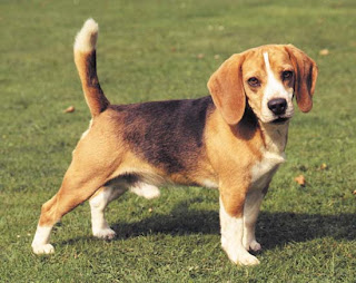 beagle pets dog information puppy breeds