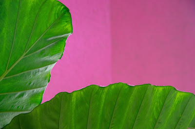 A tropical leaf frames a pink wall in Puerto Vallarta, Mexico. © Evan's Studio, 2019.