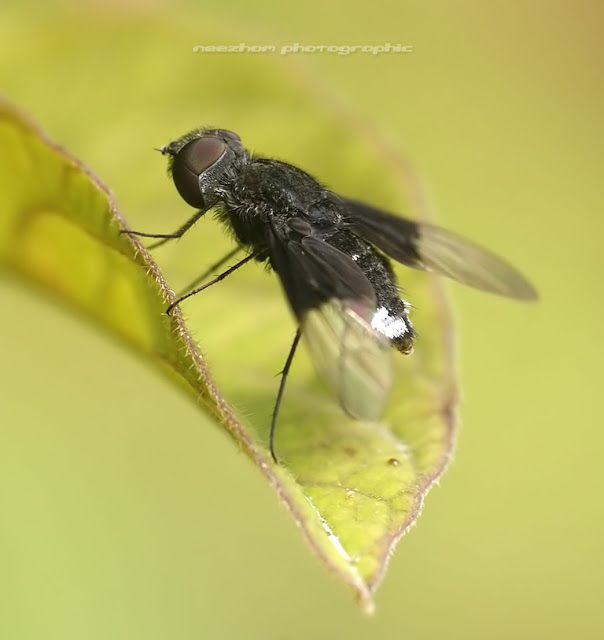 Black Fly with black and transparent wings