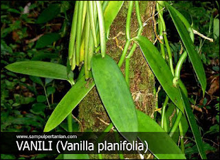 Klasifikasi dan Morfologi tanaman Vanili (Vanilla planifolia)