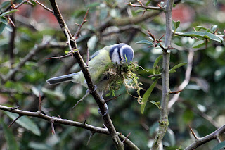 Blue Tit gathering nest materials