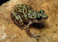 http://sciencythoughts.blogspot.co.uk/2015/04/robber-frogs-from-mountains-of-western.html