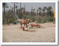 Camels in Oasis