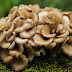 Maitake and Diabetes | Maitake mushrooms | Biobritte mushroom company