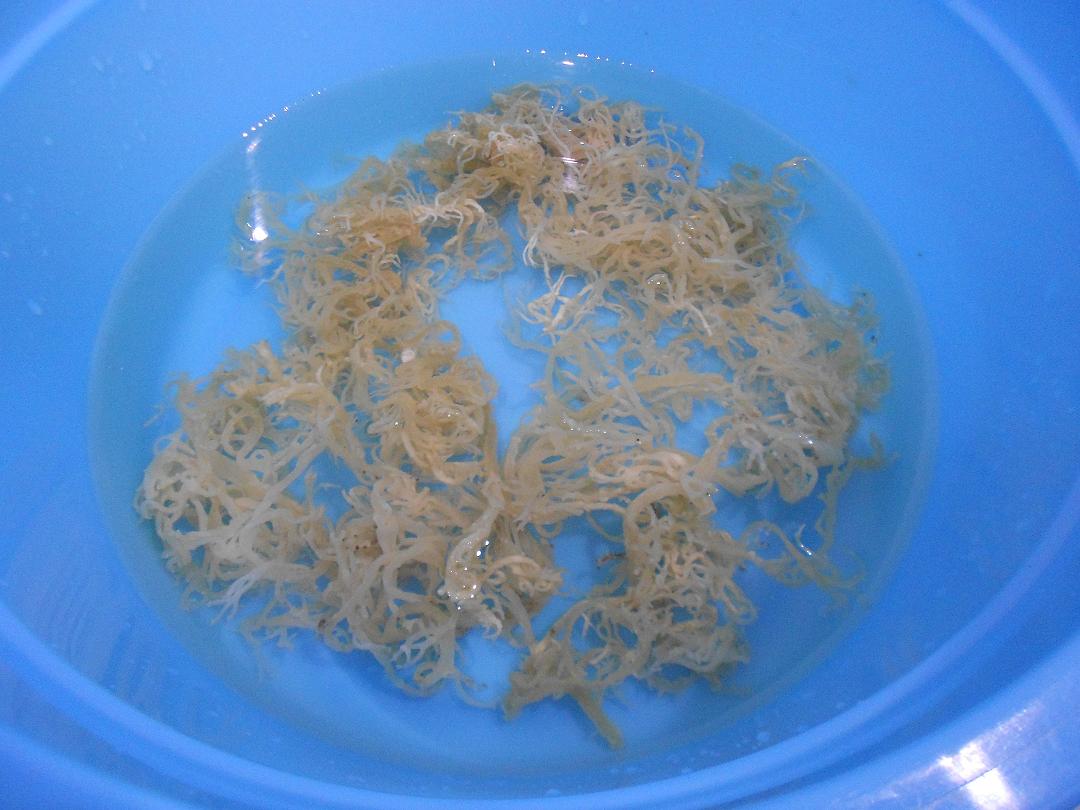 You are beautiful: Kolagen Asli (Pure Marine Collagen)