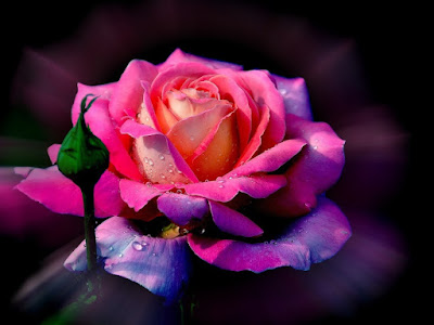 fotos de flor con gotas de agua