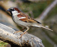 Gorrión común (Passer domesticus)