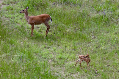 whitetail doe first appearance with her fawn