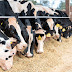 Estresse térmico: conforto e rentabilidade das vacas leiteiras podem ser melhorados com manejo nutricional