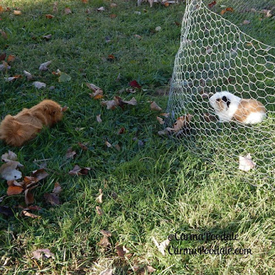 2 guinea pigs out in the yard