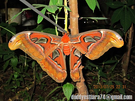 Kupu-kupu gajah alias sirama-rama alias ngengat atlas (Attacus atlas)