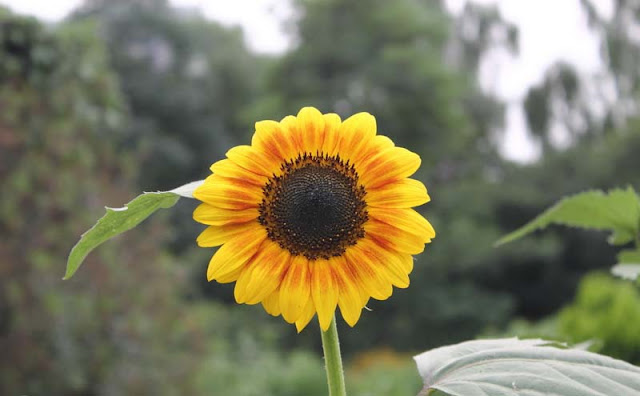 Sunflower Pictures