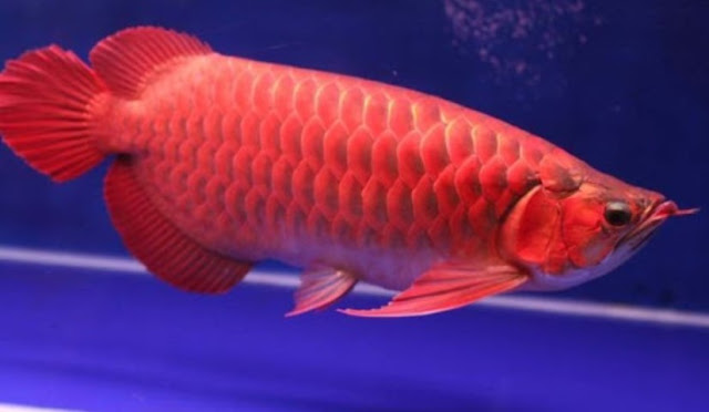 ikan arwana super red