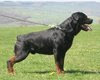 rottweiler-pictures