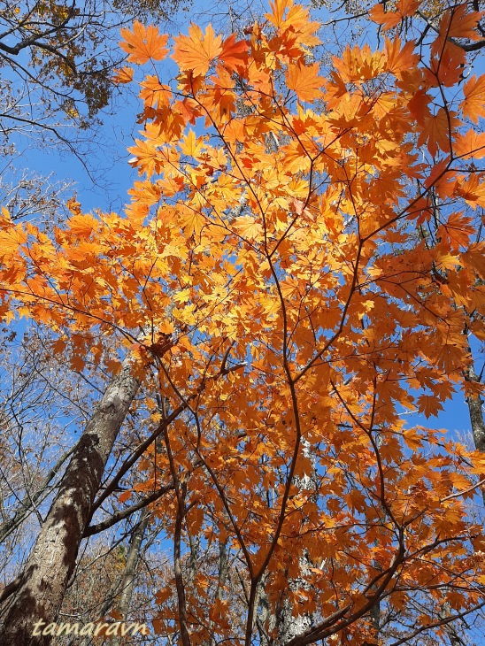 Клён ложнозибольдов (Acer pseudosieboldianum)