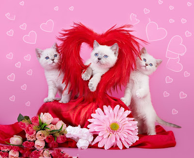 Gatitos enamorados junto a las flores