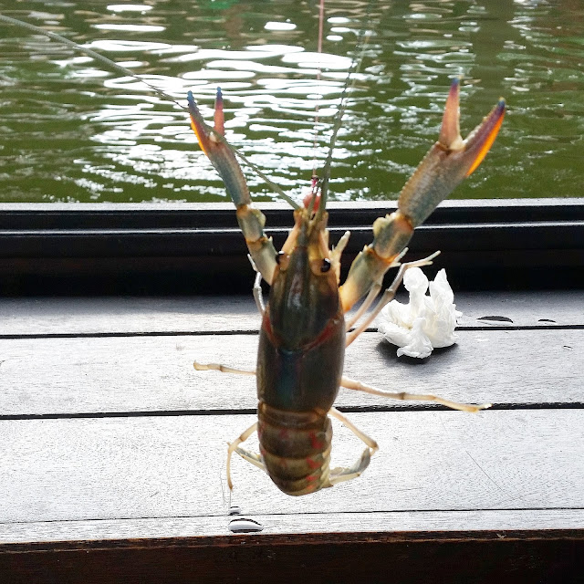 Our first crayfish yabby!