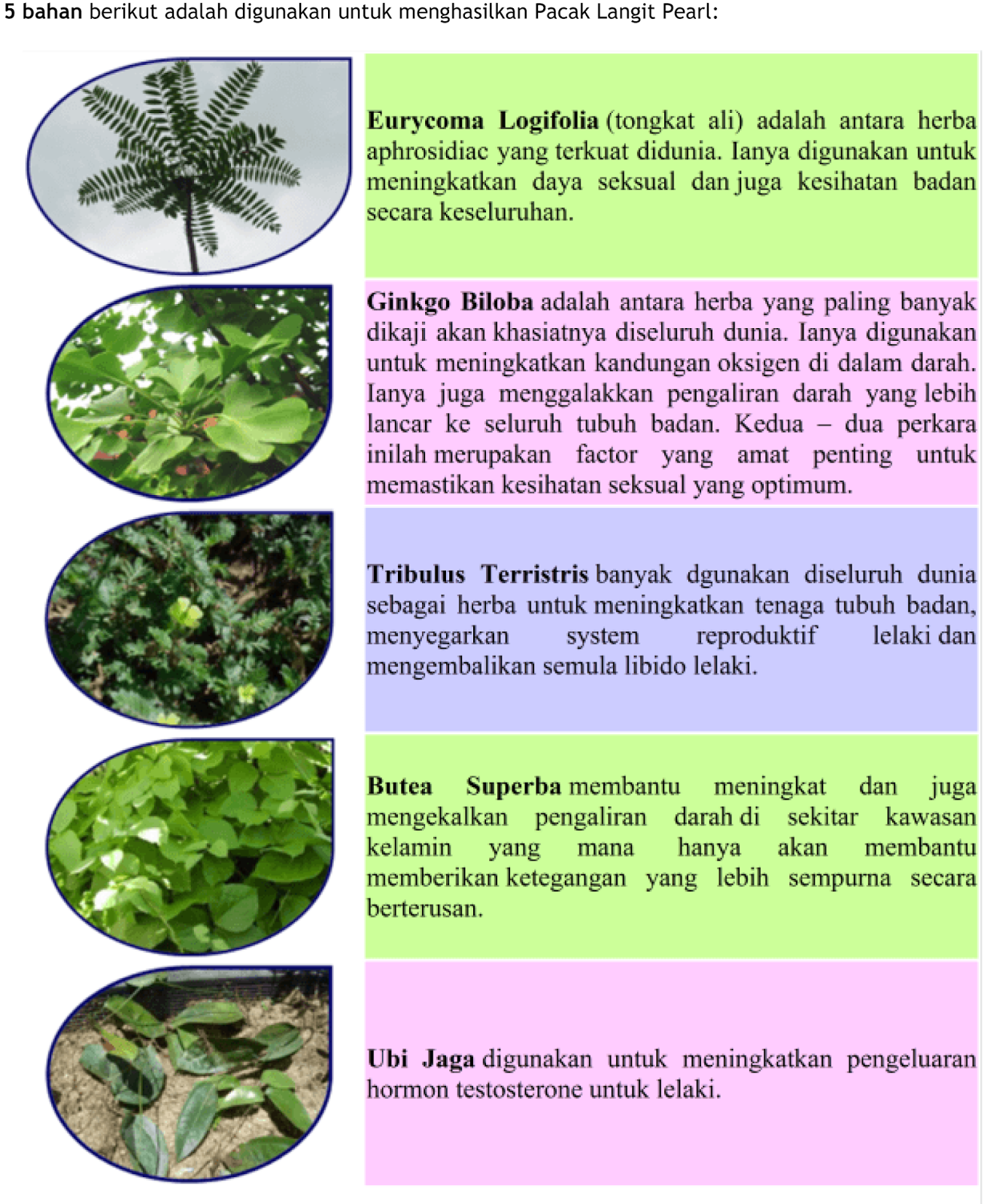 Herba Kebahagian Terbaik