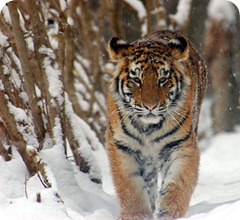 Amur_Tiger_Panthera_tigris