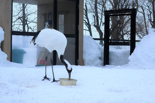 北海道 旭川 旭山動物園