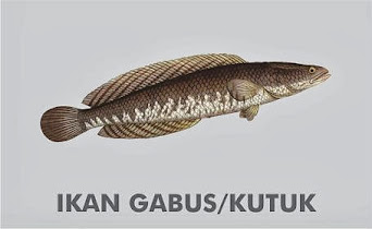 ikan gabus vitabumin albumin