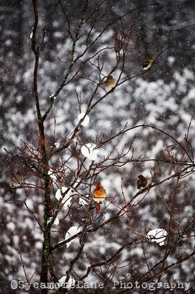 cardinal-w-SycamoreLane Photography