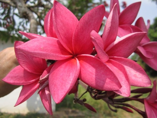 9 Manfaat Bunga  Kamboja  untuk Pengobatan dan Kecantikan 