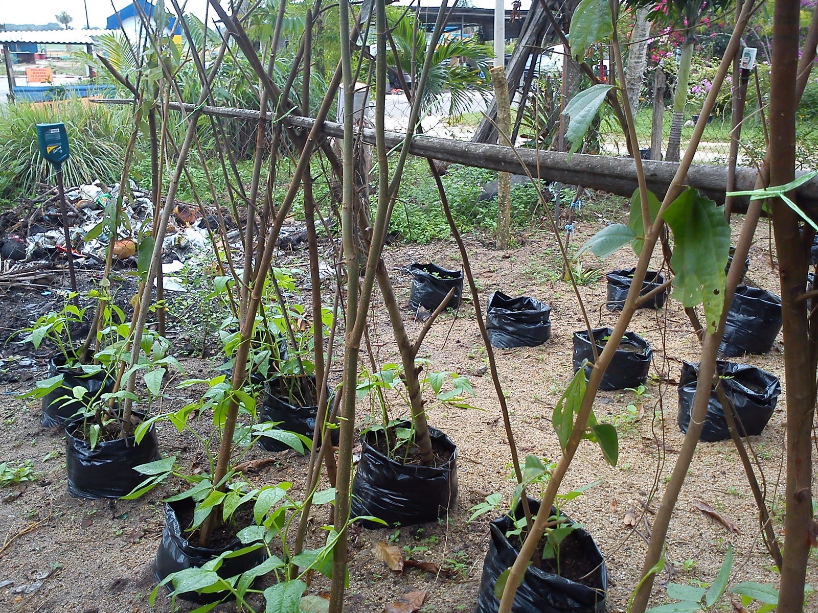 A place called home: 'Pak Mamat ada kebun"Idea berkebun 