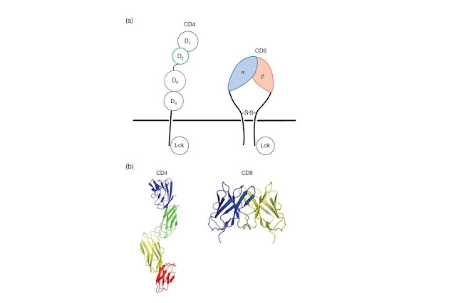 CD4 and CD8 act as co‐receptors for MHC molecules and define functional subsets of T‐cells