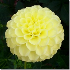 1982-DEEPEST-YELLOW
