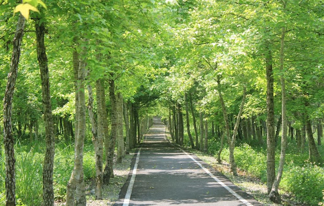 大農大富平地森林園區-3