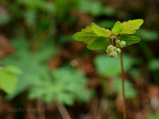 Epimedium grandiflorum