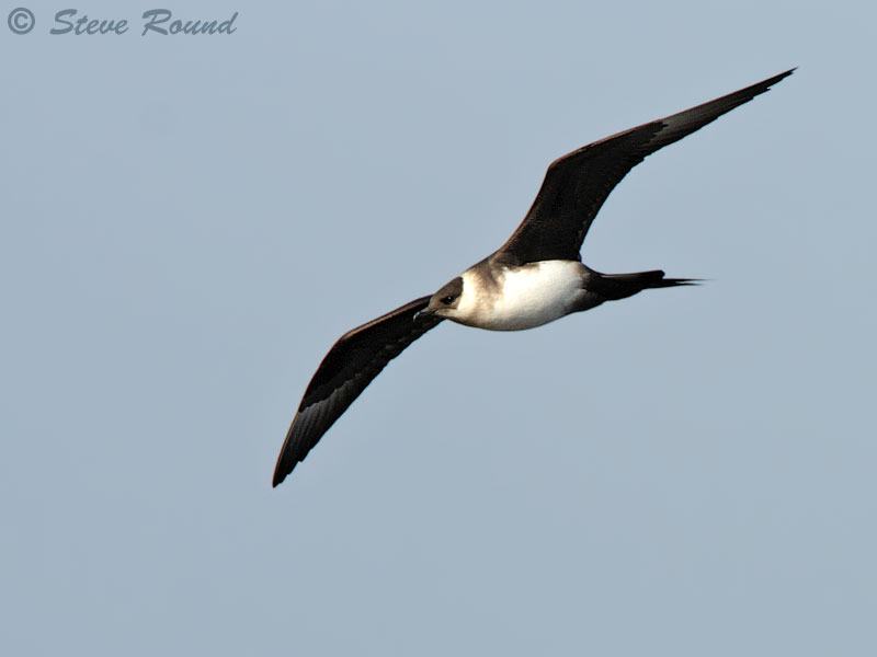 bird, nature, wildlife