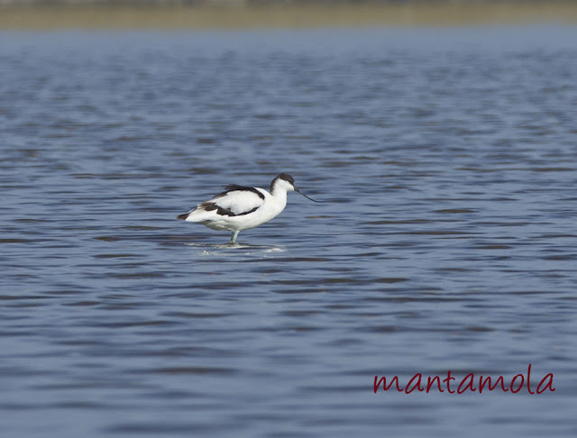 Pied Avocet