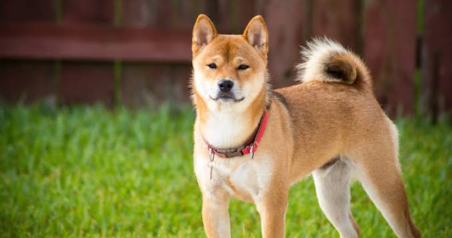 Top 10 expensive dog breeds in India