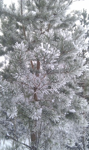 IMAG0952