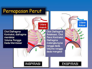 mekanisme pernapasan perut