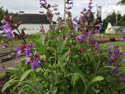 Sage in full bloom