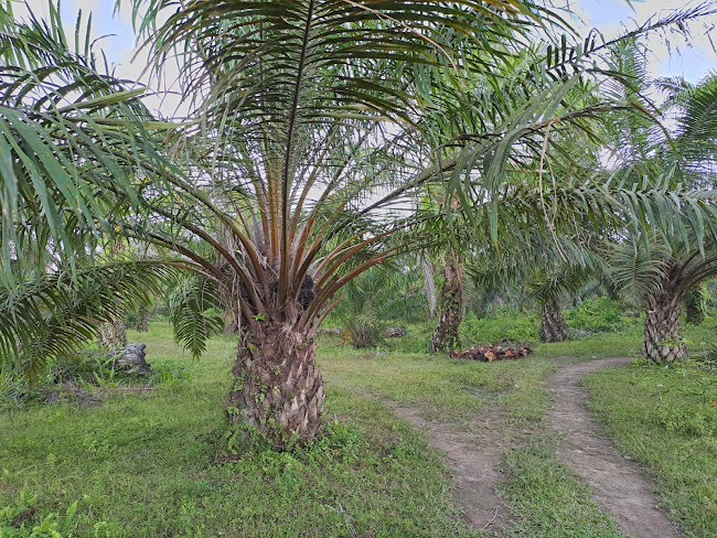 DIJUAL LAHAN/TANAH KEBUN SAWIT DI TEBING TINGGI 50 HEKTAR, 300 Juta / HA.