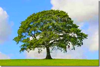 http://s3.amazonaws.com/pixmac-preview/oak-tree-symbol-of-strength-1.jpg