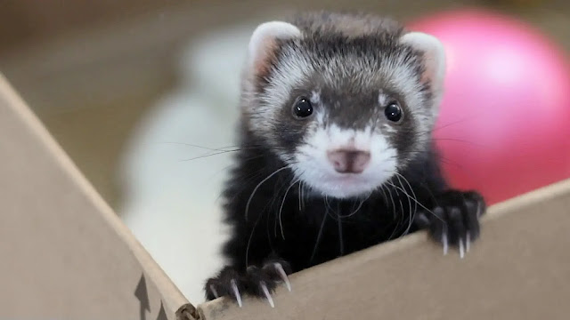 Ferret