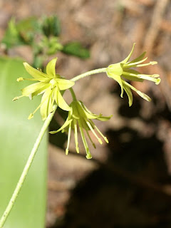 Clintonie boréale - Clintonia borealis