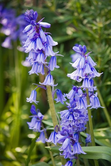 Harebells And Bluebells A Shakespeare Garden