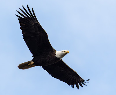 Bald eagles are examples of the Master Engineer's skill. They also thwart Darwinism.