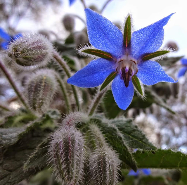 This is an Amazing Plant! A Must Have in Your Home Garden!