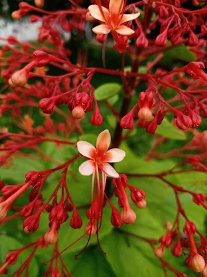 Inflorescencias de Clerodendrum paniculatum